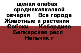 щенки алабая ( среднекавказкой овчарки) - Все города Животные и растения » Собаки   . Кабардино-Балкарская респ.,Нальчик г.